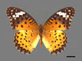 Argyreus hyperbius subsp. hyperbius (specimen)