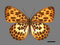 Timelaea albescens subsp. formosana (specimen)
