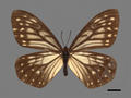 Calinaga buddha subsp. formosana (specimen)