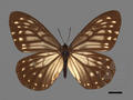 Calinaga buddha subsp. formosana (specimen)