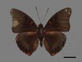 Euthalia irrubescens subsp. fulguralis (specimen)