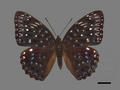 Dichorragia nesimachus subsp. formosanus (specimen)