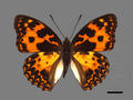 Sephisa daimio (specimen)