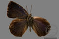 Narathura paramuta horishana (specimen)