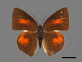 Curetis acuta subsp. formosana (specimen)