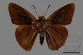 Hasora taminatus vairacana (specimen)