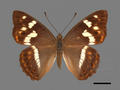 Dravira chrysolona (specimen)