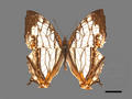 Cyrestis thyodamas subsp. formosana (specimen)