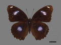 Hypolimnas bolina subsp. kezia (specimen)
