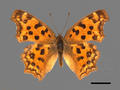 Polygonia c-aureum subsp. lunulata (specimen)
