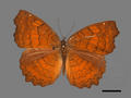 Ariadne ariadne subsp. pallidior (specimen)