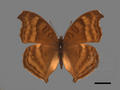 Precis iphita subsp. iphita (specimen)