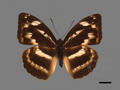 Abrota ganga subsp. formosana (specimen)