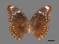 Hypolimnas bolina subsp. kezia (specimen)