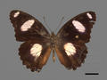 Hypolimnas misippus (specimen)