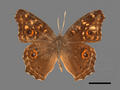 Precis lemonias subsp. lemonias (specimen)