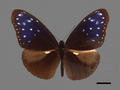Euploea mulciber subsp. barsine (specimen)