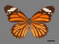 Satatura genutia (specimen)