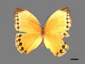 Stichophthalma howqua subsp. formosana (specimen)