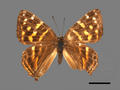 Dodona eugenes subsp. formosana (specimen)