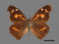 Libythea celtis subsp. formosana (specimen)