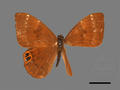 Abisara burnii subsp. etymander (specimen)