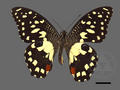 Princeps demoleus subsp. libanius (specimen)