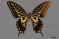Papilio xuthus (specimen)