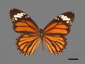 Satatura genutia (specimen)