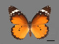 Anosia chrysippus (specimen)