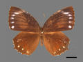 Elymnias hypermnestra subsp. hainana (specimen)