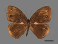 Mycalesis francisca subsp. formosana (specimen)