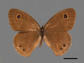 Ypthima formosana (specimen)