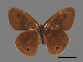 Ypthima arcuata (specimen)