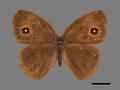 Mycalesis horsfieldi subsp. panthaka (specimen)