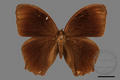 Melanitis phedima polishana (specimen)