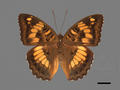Euthalia kosempona (specimen)