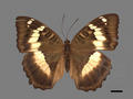 Euthalia formosana (specimen)
