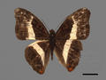 Sumalia dudu subsp. jinamitra (specimen)