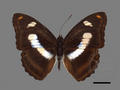 Athyma cama subsp. zoroastes (specimen)