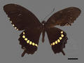 Papilio polytes subsp. pasikrates (specimen)