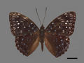 Dichorragia nesimachus subsp. formosanus (specimen)