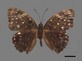 Dichorragia nesimachus subsp. formosanus (specimen)