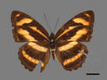 Athyma cama subsp. zoroastes (specimen)