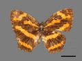 Symbrenthia hypselis subsp. scatinia (specimen)