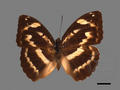 Abrota ganga subsp. formosana (specimen)