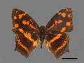 Symbrenthia javanus subsp. formosanus (specimen)