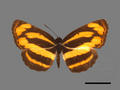 Pantoporia hordonia subsp. rihodona (specimen)