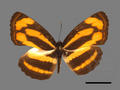 Pantoporia hordonia subsp. rihodona (specimen)