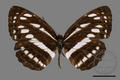 Neptis soma tayalina (specimen)
